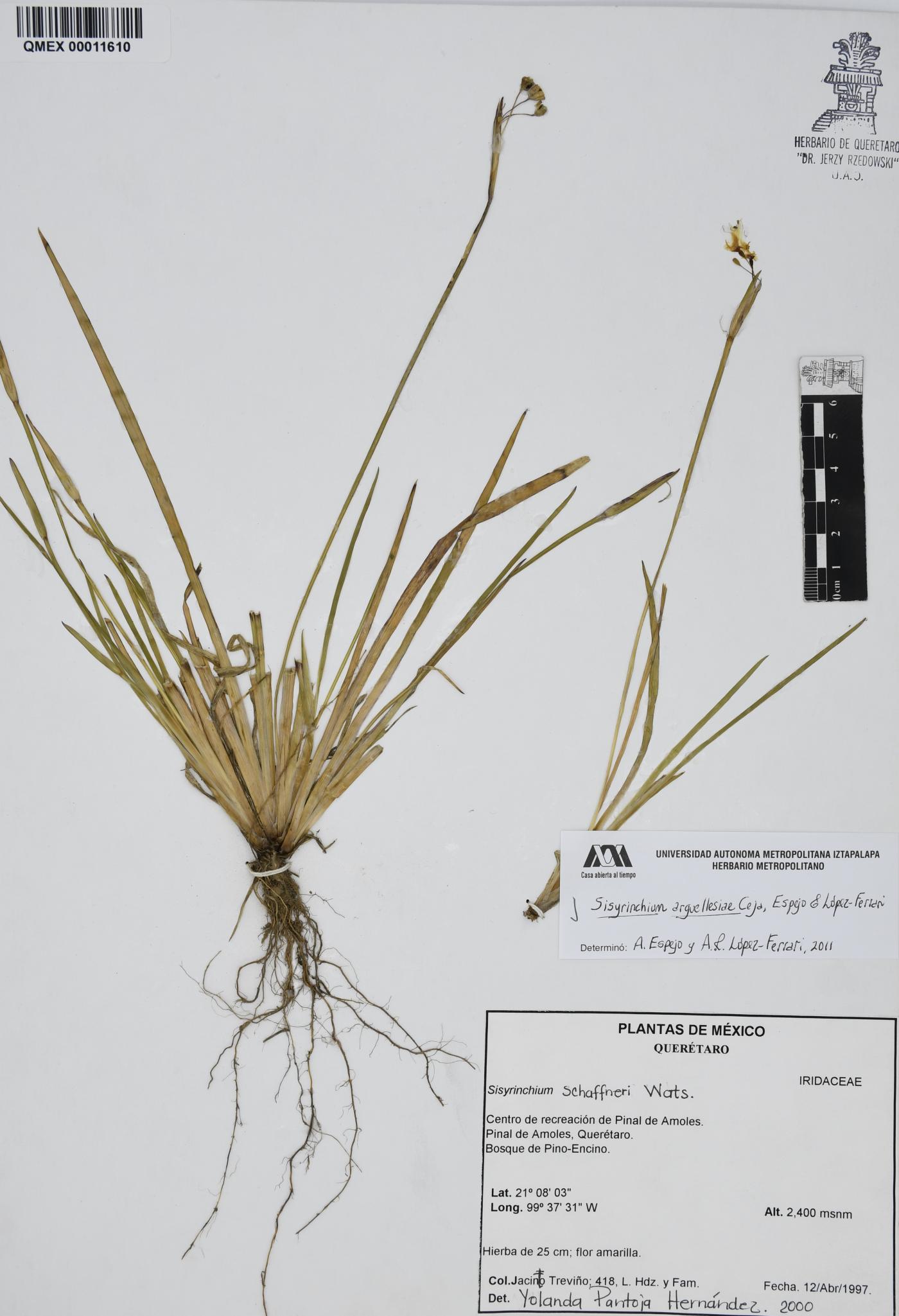Sisyrinchium arguellesiae image